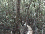 В джунгли уходят подвесные мостки.