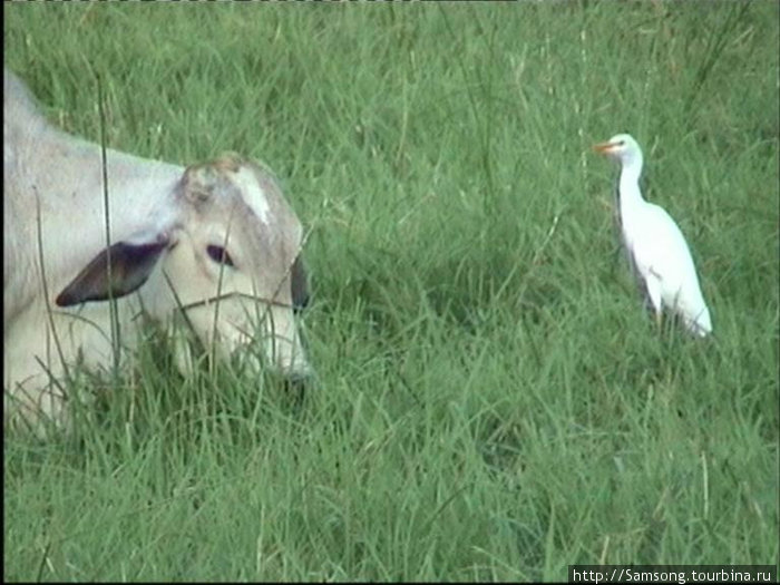 Эти белые птицы постоянные спутники коров. Гондурас