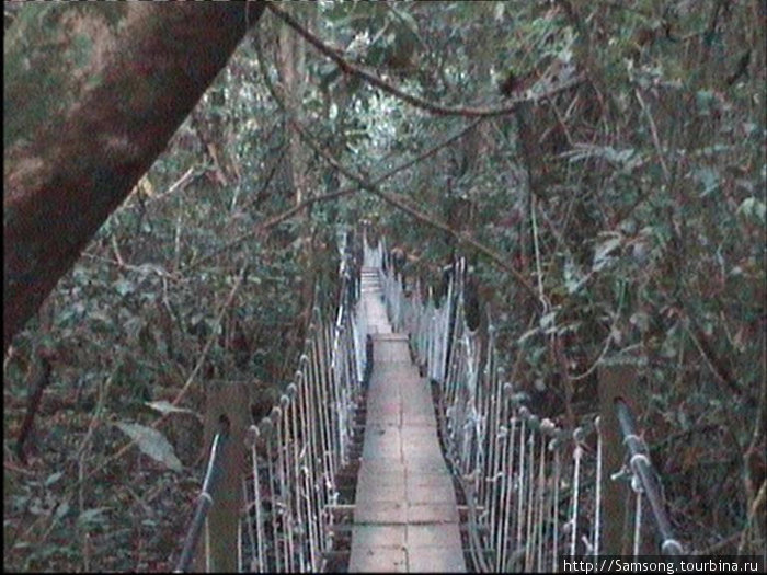 Если бы не такие мостики,пробраться сквозь джунгли было бы невозможно.