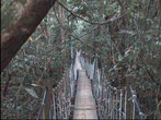 Если бы не такие мостики,пробраться сквозь джунгли было бы невозможно.