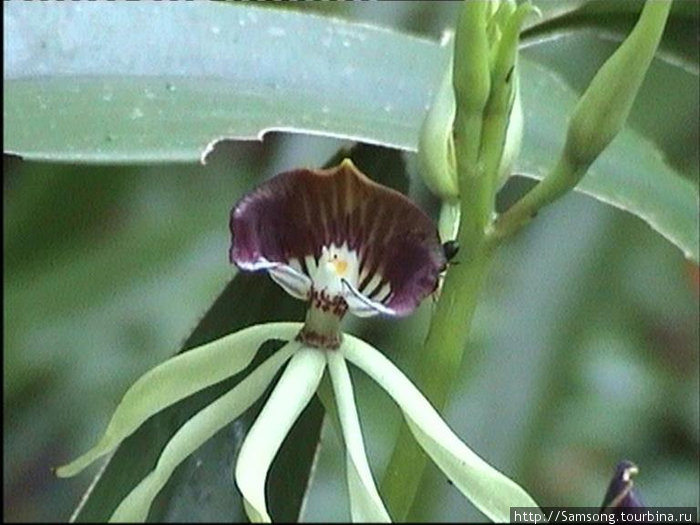 А это маленькая дикая орхидея. Гондурас