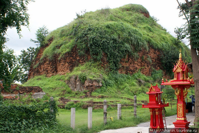 Старая кирпичная ступа почти полностью заросла Лоп-Бури, Таиланд