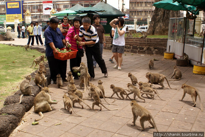 Кормление обезьян — один из способов улучшения кармы Лоп-Бури, Таиланд