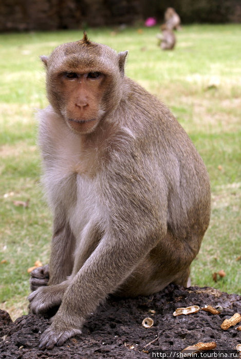 Задумчивая обезьяна Лоп-Бури, Таиланд