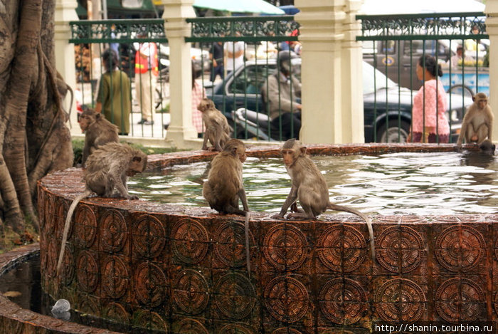 Люезьяны на бортике бассейна Лоп-Бури, Таиланд
