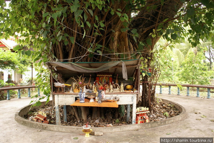 Священное дерево бодхи — непременная часть любого буддистского вата Лампанг, Таиланд