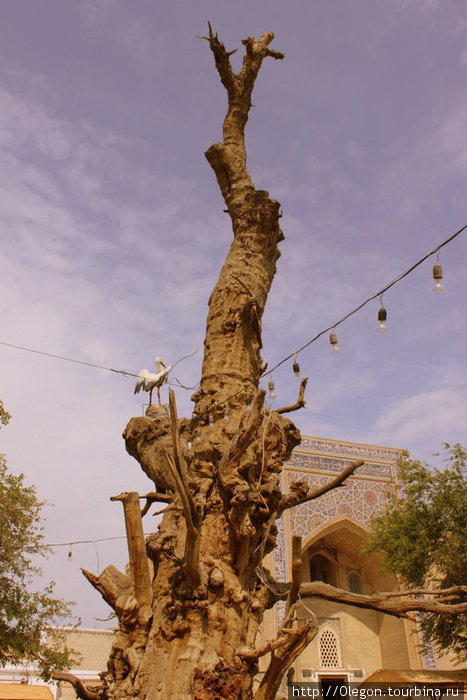 Древнее дерево тутовника(шелковицы) Бухара, Узбекистан