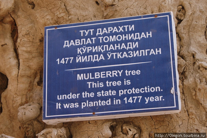 Дерево тутовника, посажено в 1477 году Бухара, Узбекистан