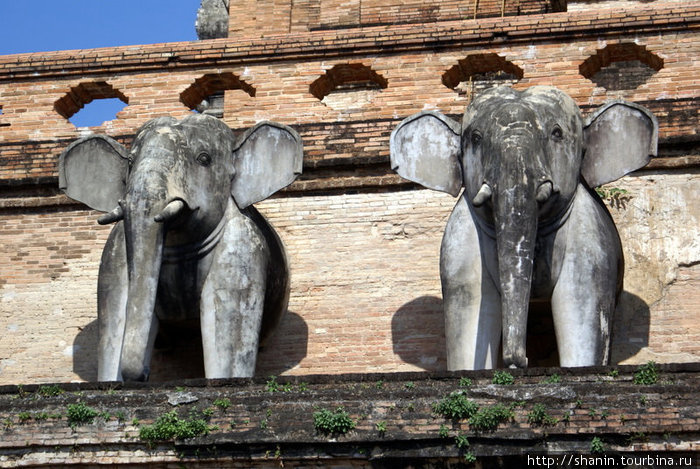 Два слона, Ват Чеди-Луанг Чиангмай, Таиланд