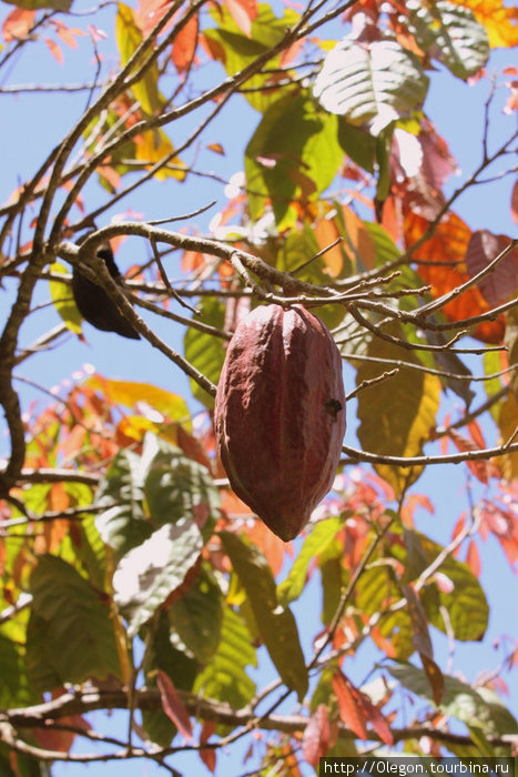 Плод какао Гренада