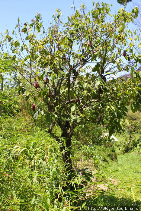 С одного дерева можно собрать плодов какао всего на две шоколадки Гренада