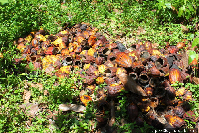 Плоды какао срезают сверху и изнутри достают душистые бобы Гренада