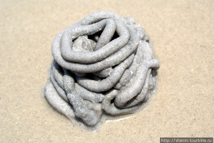 Песчаный червяк