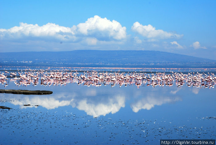Озеро Накуру Масаи-Мара Национальный Парк, Кения
