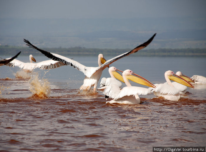 На озере Найваша Масаи-Мара Национальный Парк, Кения