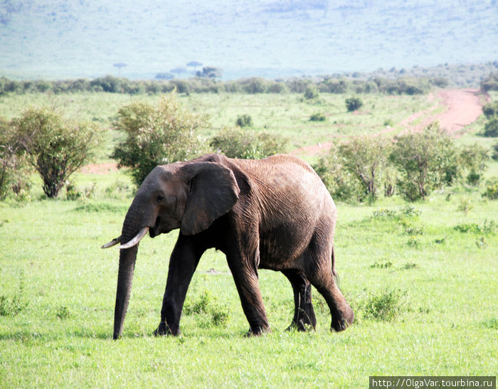 Заповедник Масай Мара Масаи-Мара Национальный Парк, Кения