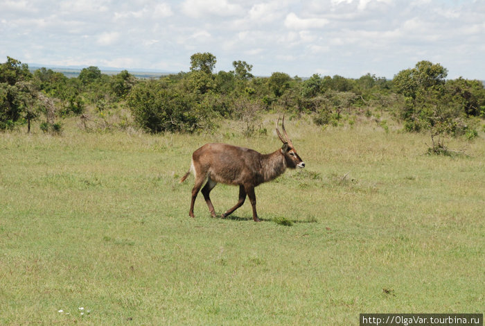 Заповедник Sweetwaters Масаи-Мара Национальный Парк, Кения