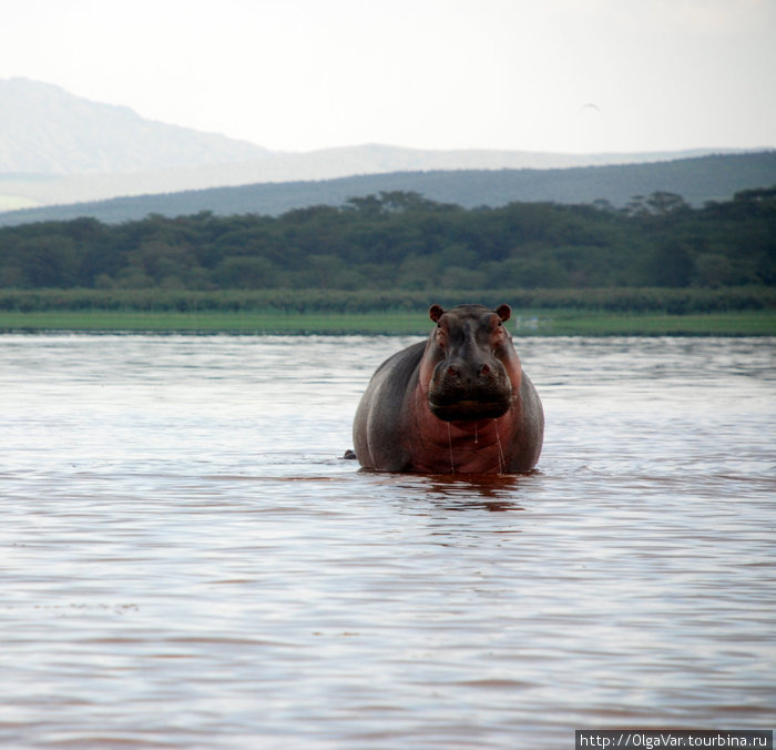 Властелин озера Найваша Масаи-Мара Национальный Парк, Кения