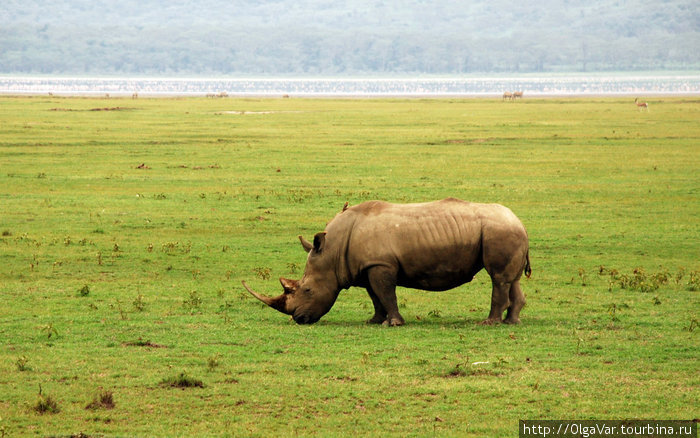 Носороги парка \Озеро Накуру\ Масаи-Мара Национальный Парк, Кения