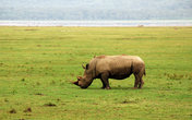 Носороги парка \Озеро Накуру\