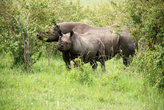 Носороги заповедника Масай Мара — мама с сыном