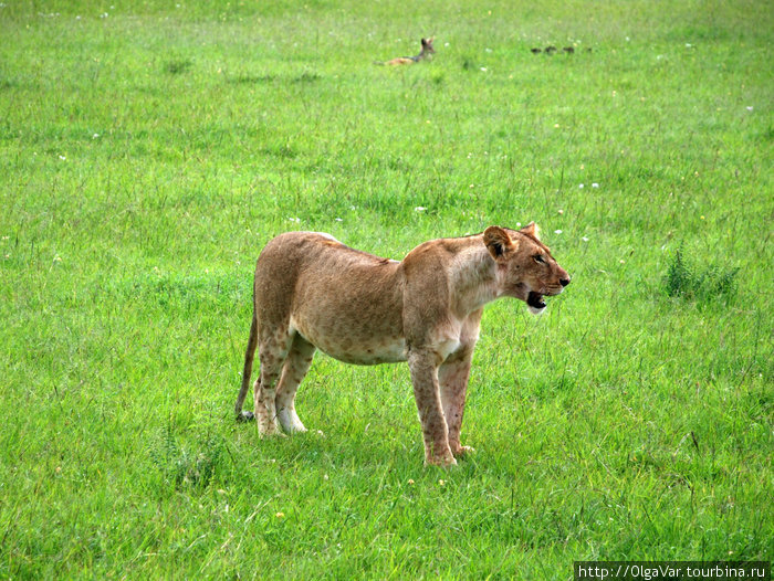 Заповедник Масай Мара Масаи-Мара Национальный Парк, Кения