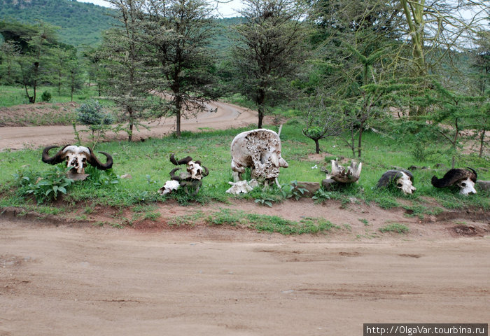 Дорожные  знаки Масаи-Мара Национальный Парк, Кения