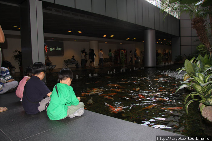 Это даже не золотые рыбки, это золотые рыбины — каждая портфель отнять может Сингапур (город-государство)