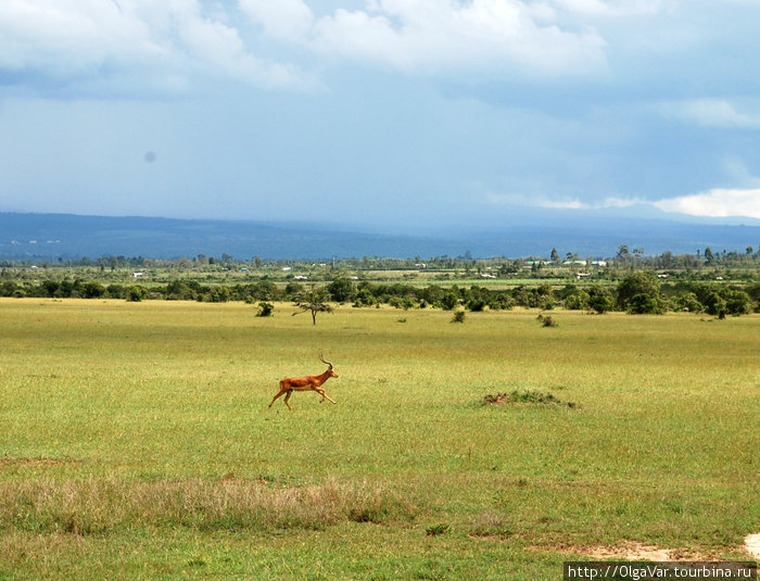В гостях у рожденных свободными Масаи-Мара Национальный Парк, Кения