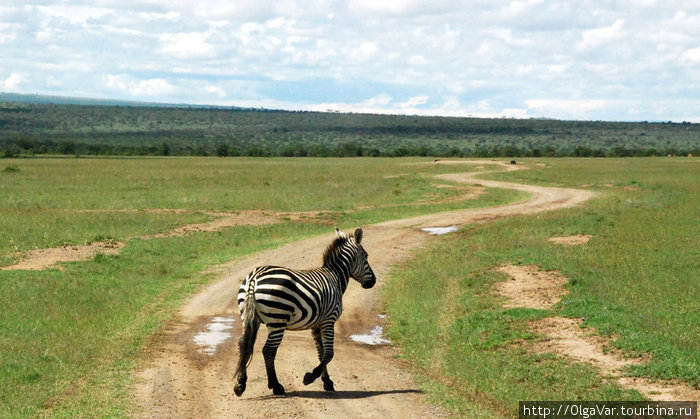В заповеднике Sweetwaters Масаи-Мара Национальный Парк, Кения
