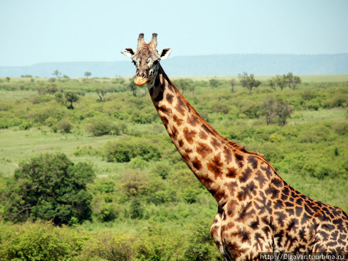 В заповеднике Масай Мара Масаи-Мара Национальный Парк, Кения