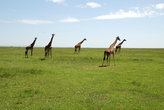 Жирафы в заповеднике Масай Мара