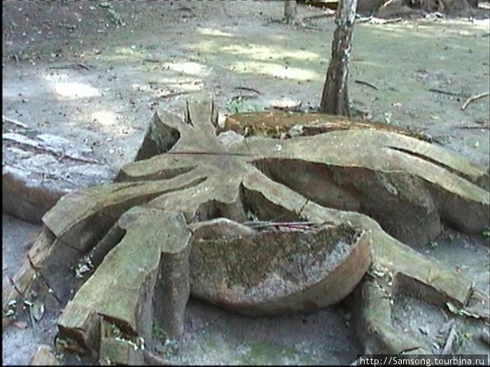 На этом фото дерево проросло через каменную плиту и раскололо её.Потом уже дерево спилили.