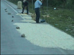 Так местные жители сушат вдоль дороги зёрна кофе.