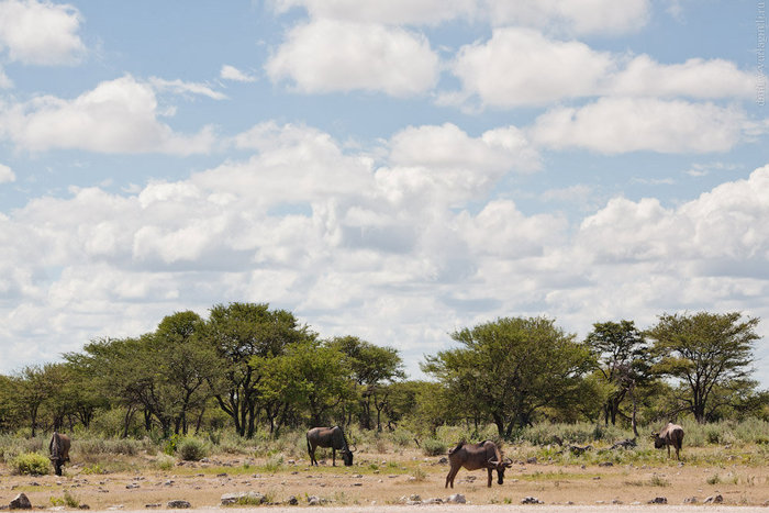 Национальный парк Этоша Этоша Национальный Парк, Намибия