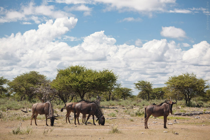 Национальный парк Этоша Этоша Национальный Парк, Намибия