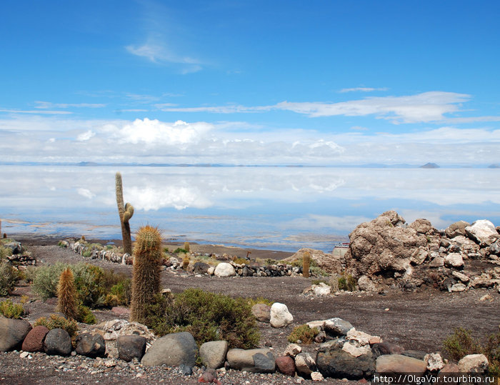 Остров кактусов Уюни, Боливия