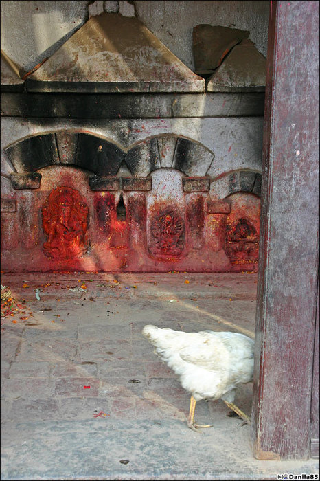 Курица на алтаре. Одно слово — курица... Сангку, Непал