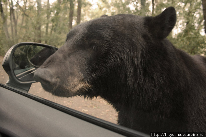Злой медведь, которому не достались остатки яблок, за что мы были лишены бокового зеркала :) Сафари-парк во Франции.