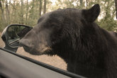 Злой медведь, которому не достались остатки яблок, за что мы были лишены бокового зеркала :) Сафари-парк во Франции.