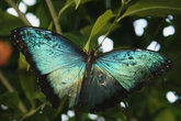 Бабочка из парка Майнау, Германия.