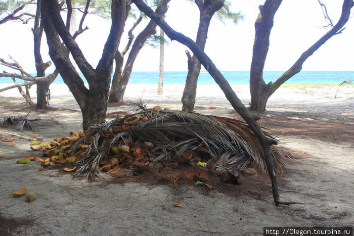 Огрызки от кокосов Барбадос