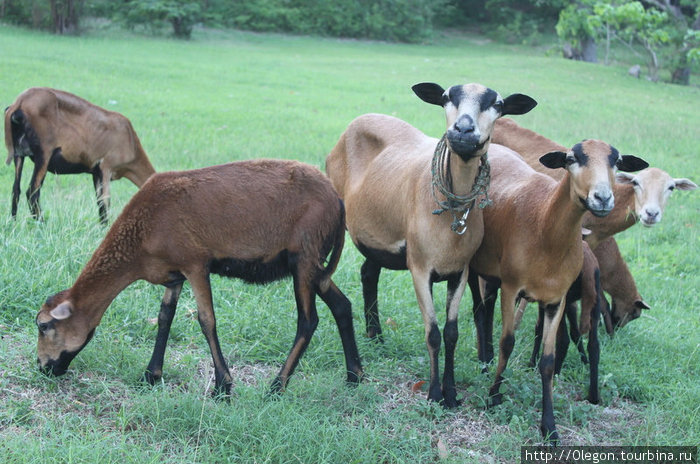 Травка зелёная, поэтому можно и попастись козам Округ Сент-Джон, Барбадос