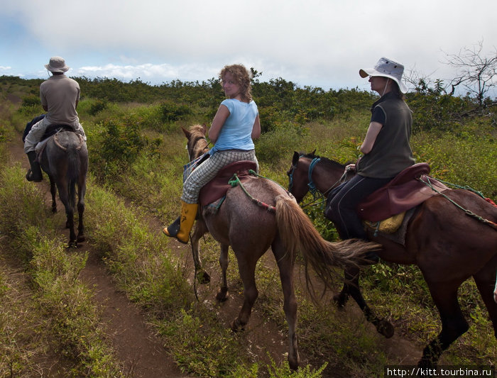 на лошадях двигаемся вдоль края кальдеры. Остров Исабела, Эквадор