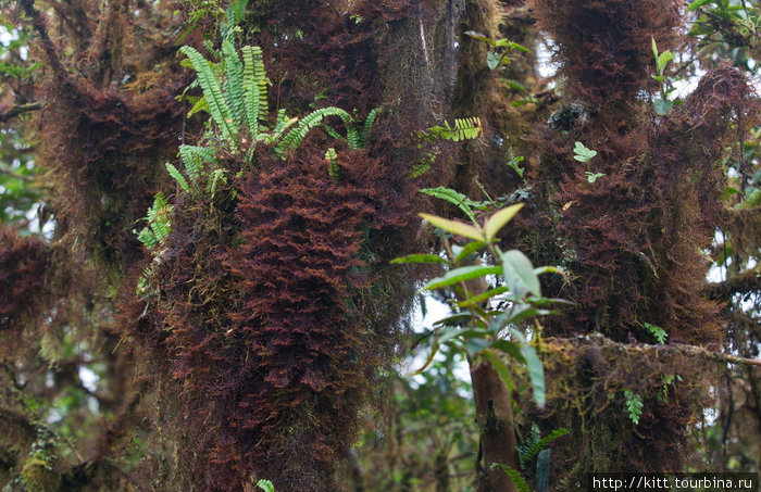 вокруг дождевой лес Остров Исабела, Эквадор