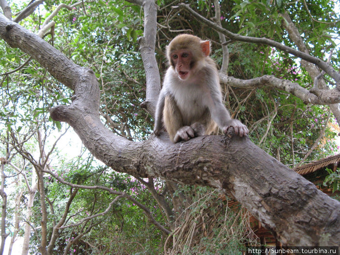 Экскурсия на Остров обезьян Провинция Хайнань, Китай