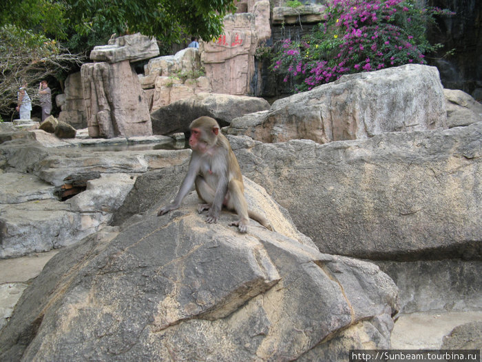Экскурсия на Остров обезьян Провинция Хайнань, Китай