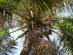 мм кокосики=) за 2 года наловчилась как индус лазить по пальмам и снимать кокосы