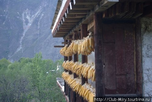 кукуруза — одна из главных сельскохозяйственных культур в не слишком высокогоных регионах Тибета. Данба, Китай