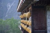кукуруза — одна из главных сельскохозяйственных культур в не слишком высокогоных регионах Тибета.